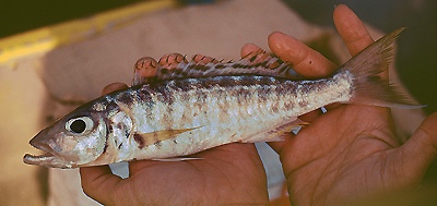 Bathybates hornii 'Kipili'